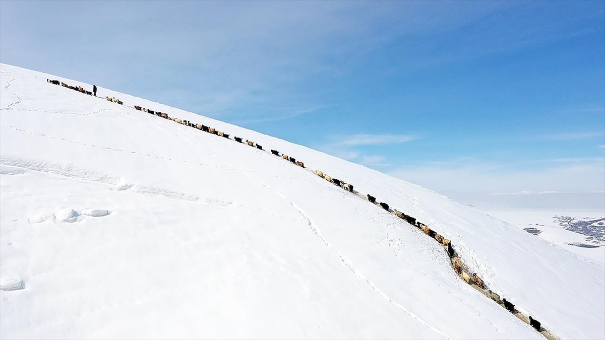 Ağrı’da küçükbaş hayvanların karlı dağlarda “tek sıra” beslenme yolculuğu Ağrı’da küçükbaş hayvanların karlı dağlarda “tek sıra” beslenme yolculuğu