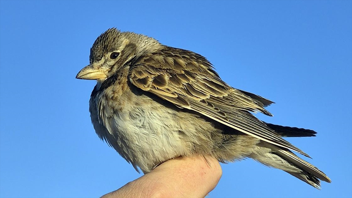 Aras Kuş Cenneti’nde halkalanan kuş türü sayısı 207’ye yükseldi