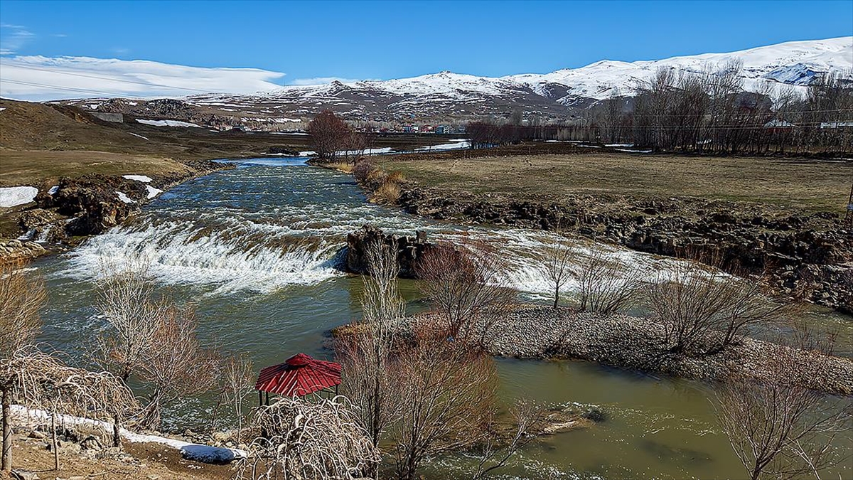 Artan yağışlar “Van Gölü’nün incileri”nin üreme dönemini sorunsuz geçirmesini sağlayacak Artan yağışlar “Van Gölü’nün incileri”nin üreme dönemini sorunsuz geçirmesini sağlayacak
