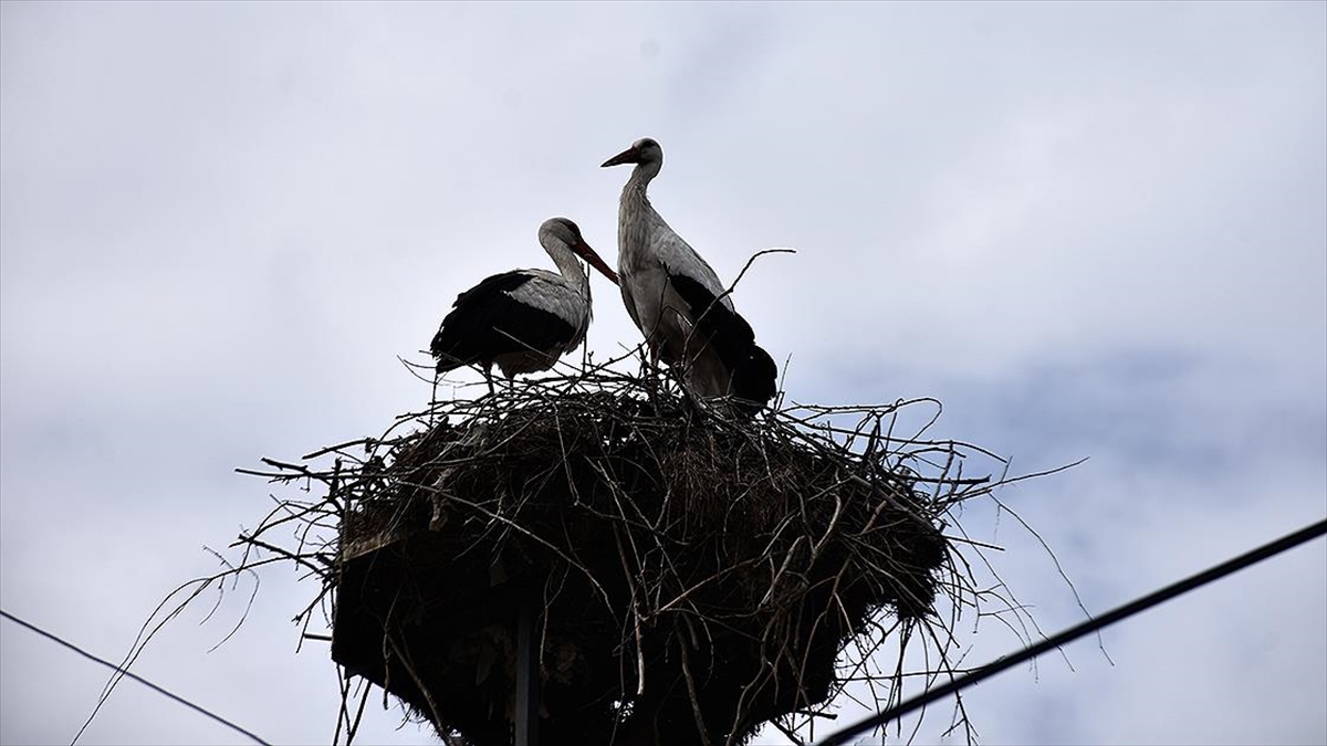 “Baharın habercisi” leylekler Sinop’taki Cuma Ovası’na gelmeye başladı