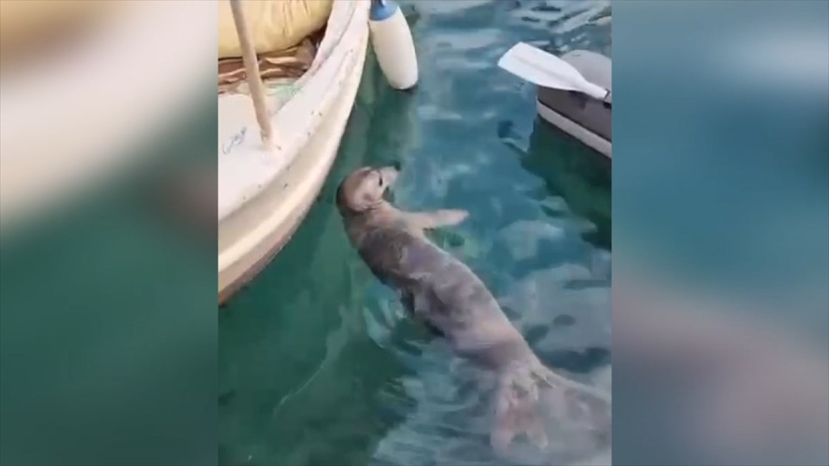 Bodrum’da tekneler arasında yüzen fok ilgi odağı oldu