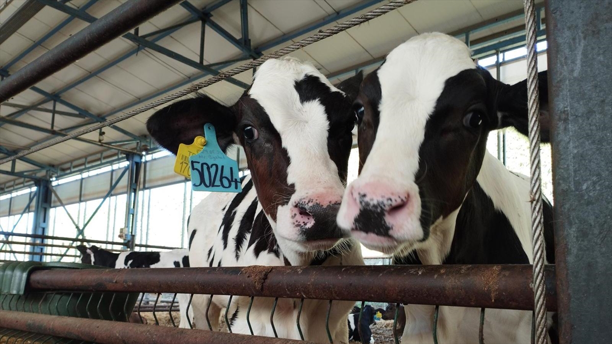 Büyükbaşta doğum oranını yüzde 30 artıran yerli üretim eksper pipet kitinde hedef küresel pazar Büyükbaşta doğum oranını yüzde 30 artıran yerli üretim eksper pipet kitinde hedef küresel pazar