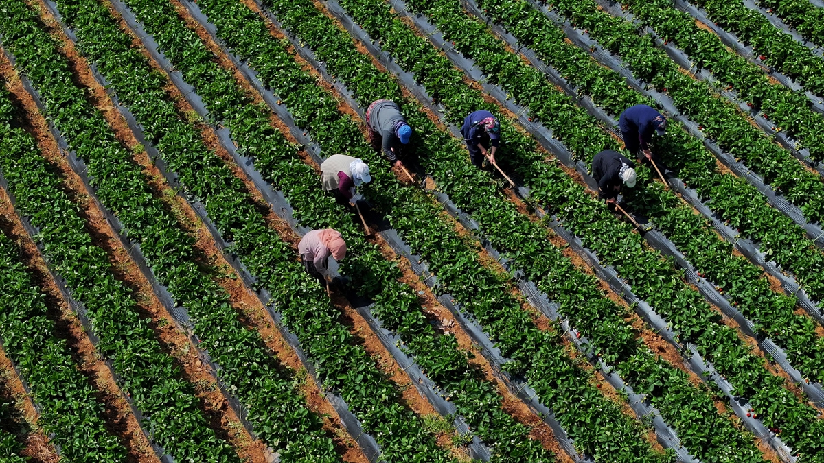 Çiftçilere 12,3 milyar liralık tarımsal destekleme ödemesi yarın yapılacak