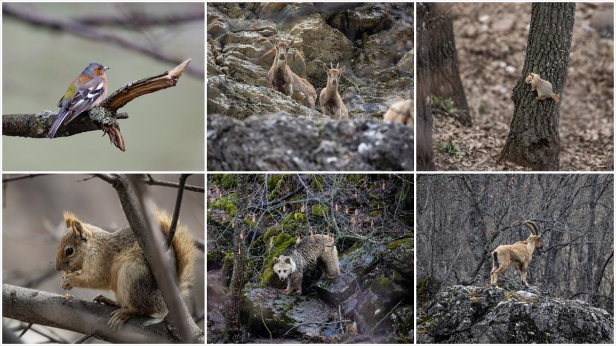 Dağ ve ormanlarla kaplı Munzur Vadisi birçok yaban hayvanına ev sahipliği yapıyor Dağ ve ormanlarla kaplı Munzur Vadisi birçok yaban hayvanına ev sahipliği yapıyor