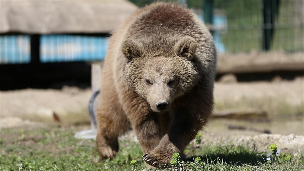 Doğada yaralı bulunan yaban hayvanları Gölya Tabiat Parkı’nda sağlığına kavuşuyor Doğada yaralı bulunan yaban hayvanları Gölya Tabiat Parkı’nda sağlığına kavuşuyor