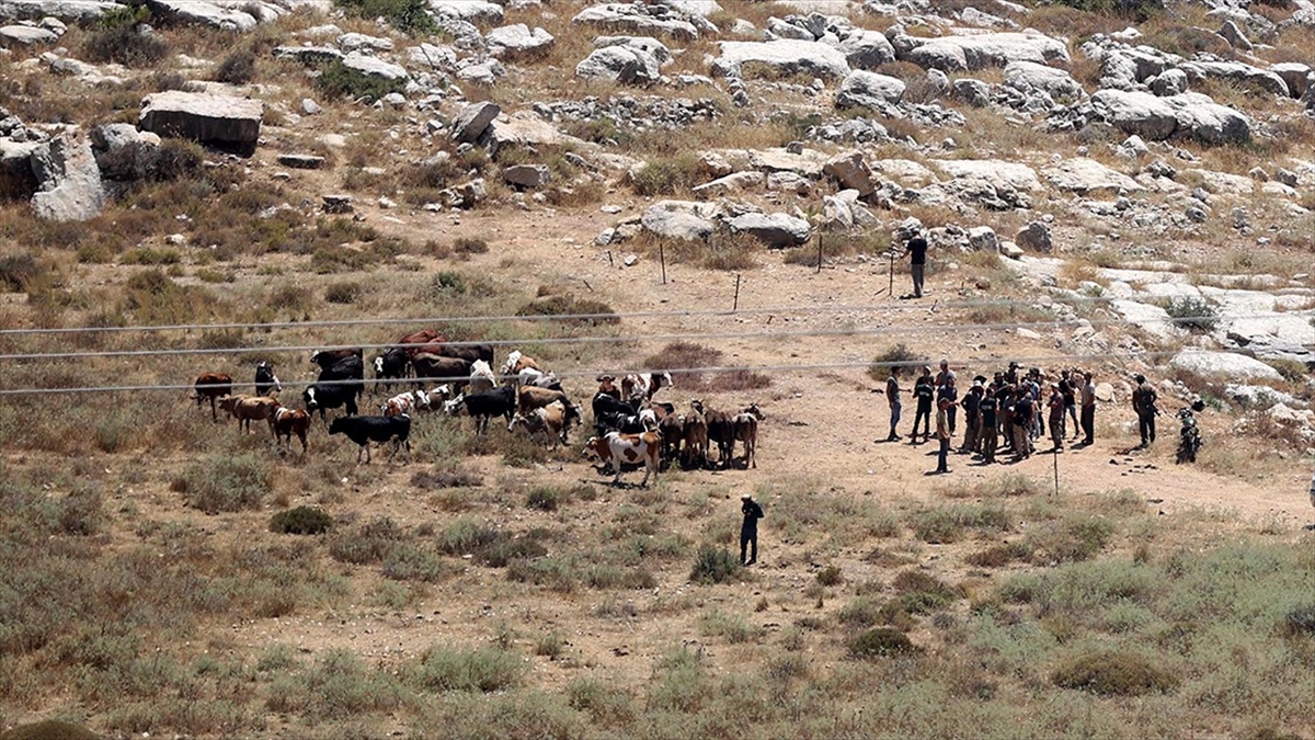 Filistin topraklarını gasbeden İsrailliler, bir Filistinlinin 150 büyükbaş hayvanını çaldı