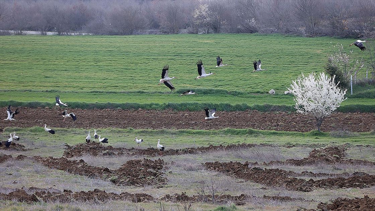 Göç yolundaki leylekler Kırklareli’nde mola verdi