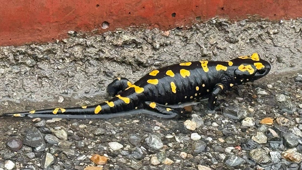 Hatay’da nesli tehlike altındaki sarı benekli semender görüldü