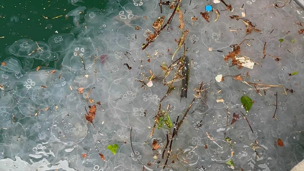 İstanbul’da yağışın ardından Beşiktaş Sahili’nde denizanası ve atık yoğunluğu gözlendi