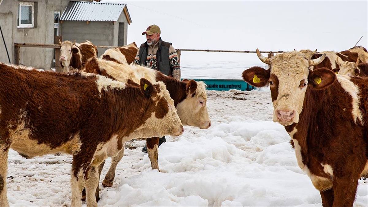 İstanbul’u bırakıp köyüne dönen mühendis hayvancılıkta örnek oluyor