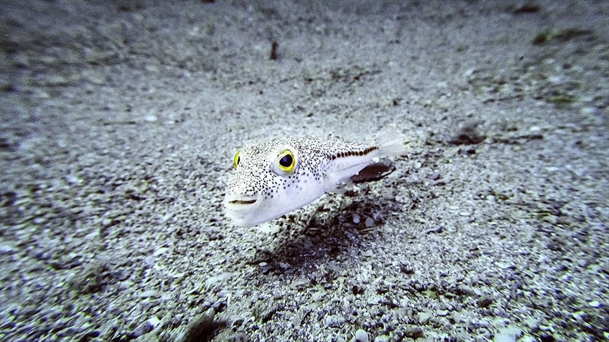 İstilacı türlerle mücadelede yeni düzenlemeler devreye alınıyor