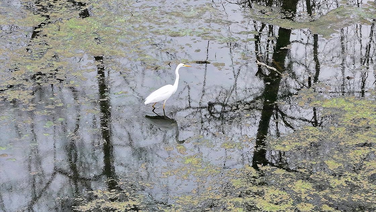 Karacabey Longozu etkili olan yağışlarla doldu Karacabey Longozu etkili olan yağışlarla doldu