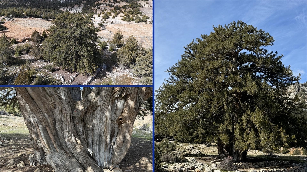 Karaman’da 1931 yaşındaki anıt ağaç asırlara meydan okuyor Karaman’da 1931 yaşındaki anıt ağaç asırlara meydan okuyor
