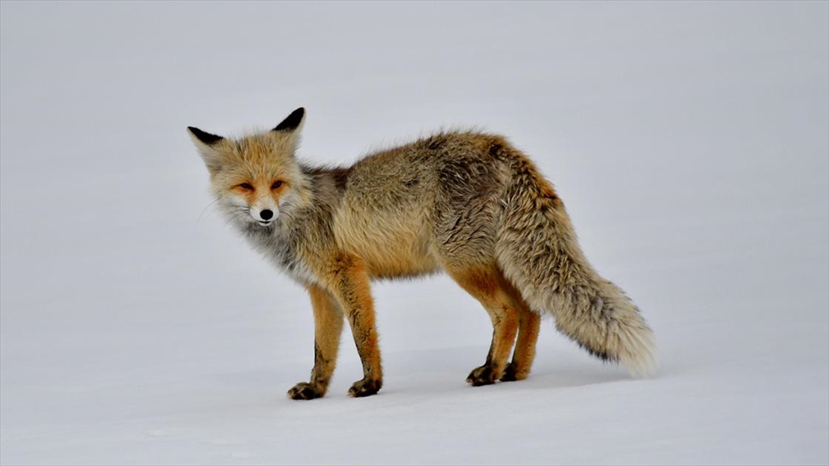 Kars’ta karlı arazide avlanmaya çıkan yaban hayvanları görüntülendi