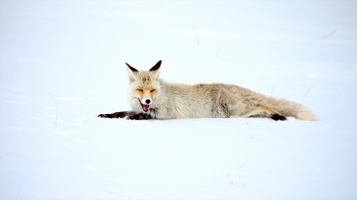 Kars’ta kızıl tilkiler avlanırken görüntülendi Kars’ta kızıl tilkiler avlanırken görüntülendi