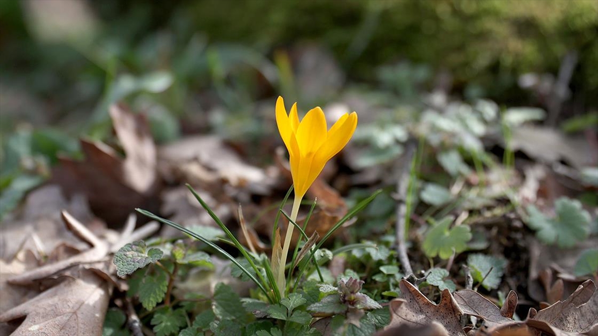 Kırklareli’nde bahar renkleri Istranca ormanlarını süsledi Kırklareli’nde bahar renkleri Istranca ormanlarını süsledi