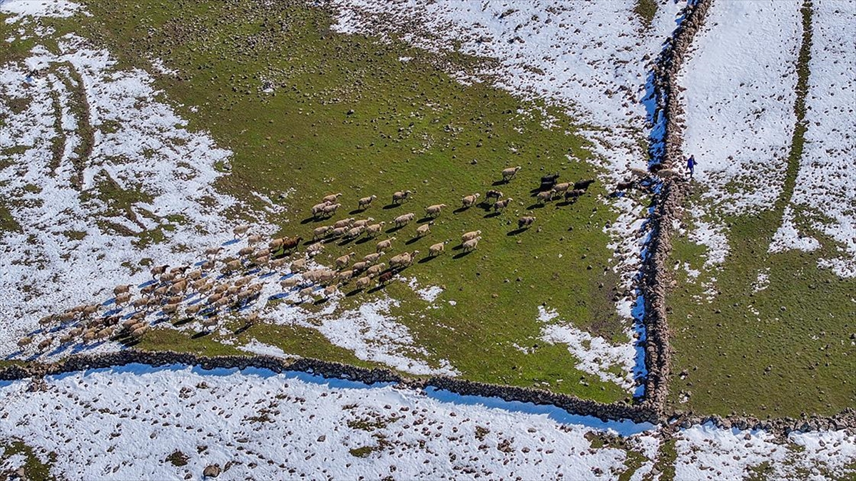 Mevsimsel yağışlar Karacadağ’da besicilerin yüzünü güldürdü