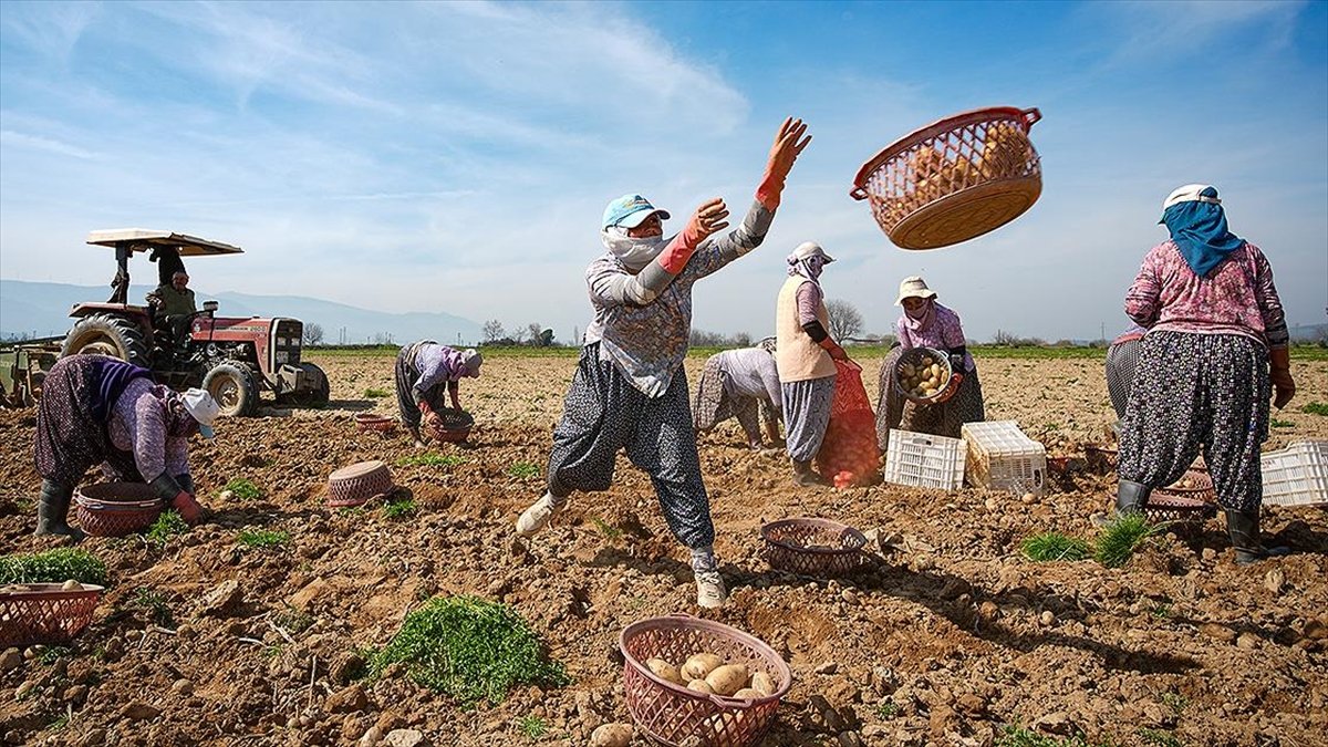 Patates deposu Ödemiş’te hasat ve ekim bir arada Patates deposu Ödemiş’te hasat ve ekim bir arada