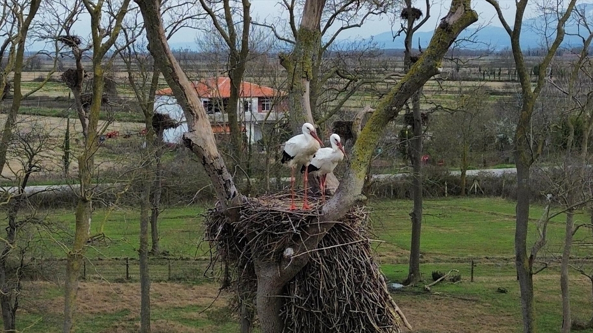 Samsun’da Kızılırmak Deltası’na baharın müjdecisi leylekler gelmeye başladı