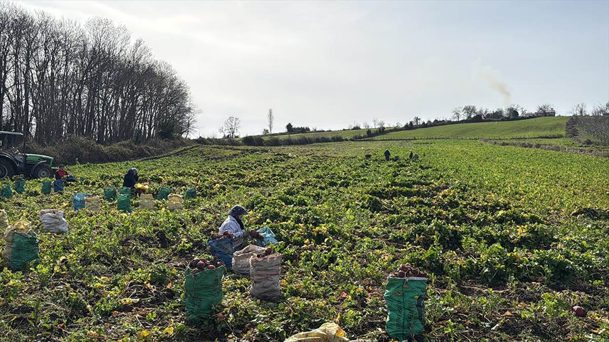 Samsun’un Alaçam ilçesinde “Bedeş turpu”nun hasadı sürüyor
