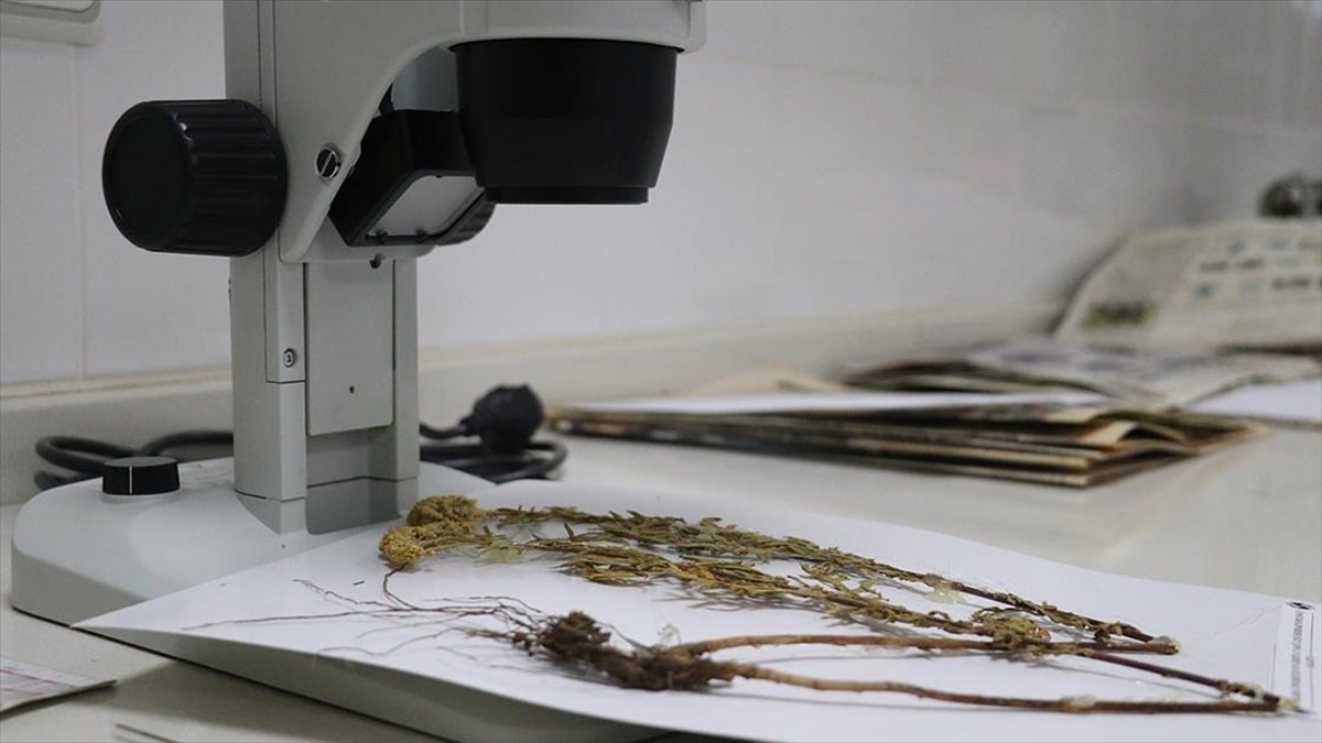 Sapanca Gölü çevresindeki etnobotanik hafıza 112 bitkiyle kayıt altına alındı