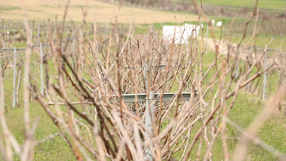 Tescillenen “Gün Işığı” üzümünün yaygınlaştırılması hedefleniyor