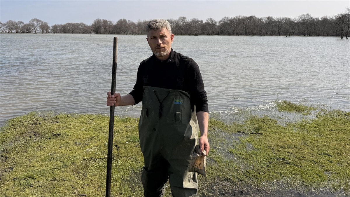 Tıbbi sülük avcılığı için soğuk suyun içinde saatler geçiriyor