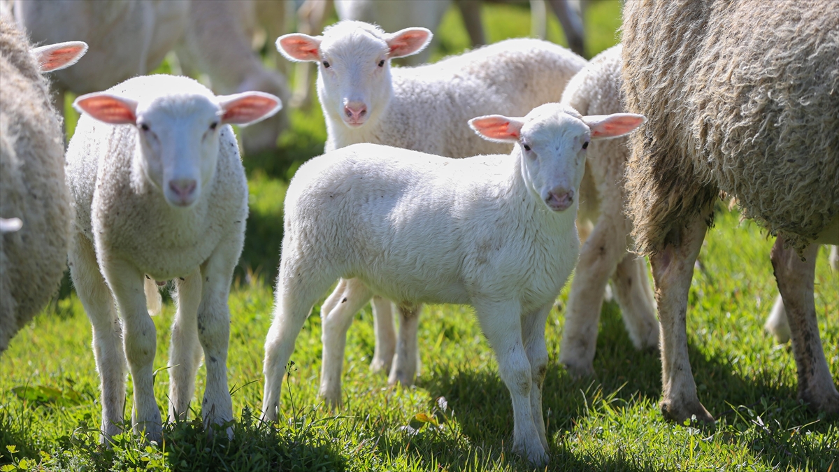 TİGEM’in Karacabey tesislerinde kuzu doğumları yüzde 40’ın üzerinde ikizlik oranıyla sürüyor
