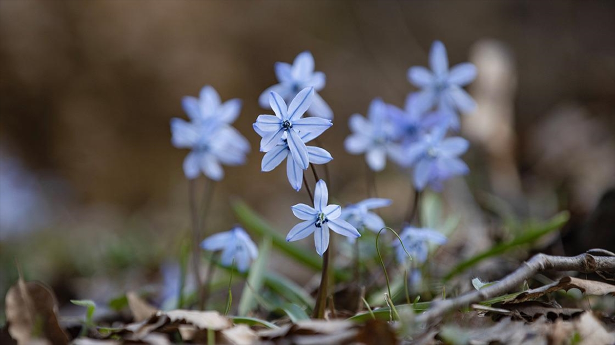 Tunceli’de karların erimesiyle İksor Vadisi’nde mavi kardelenler açtı Tunceli’de karların erimesiyle İksor Vadisi’nde mavi kardelenler açtı