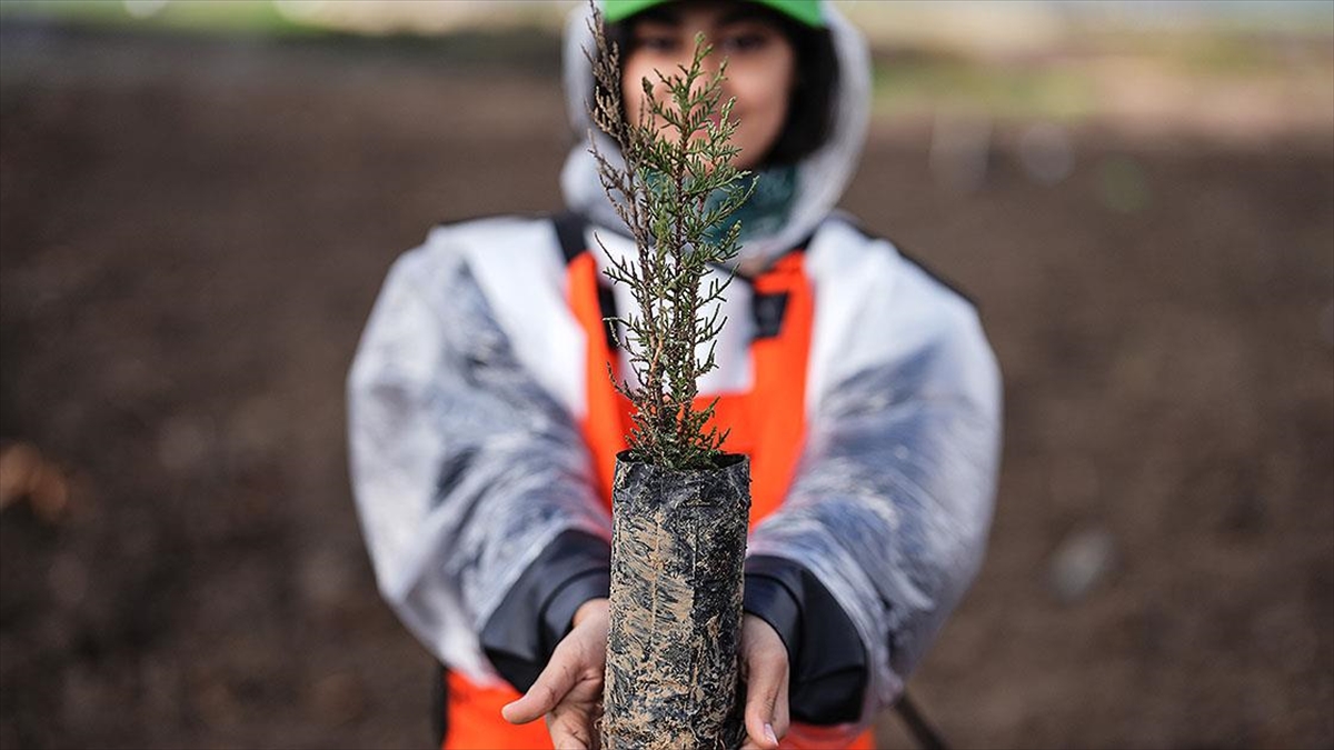 Türkiye’de bu yıl 600 milyon fidanın toprakla buluşturulması hedefleniyor