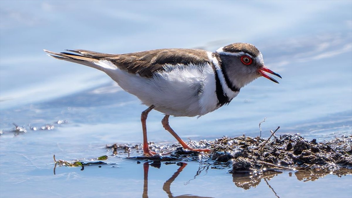 Türkiye’de ilk kez “takkeli cılıbıt” kuşu, Gaziantep’te görüldü Türkiye’de ilk kez “takkeli cılıbıt” kuşu, Gaziantep’te görüldü