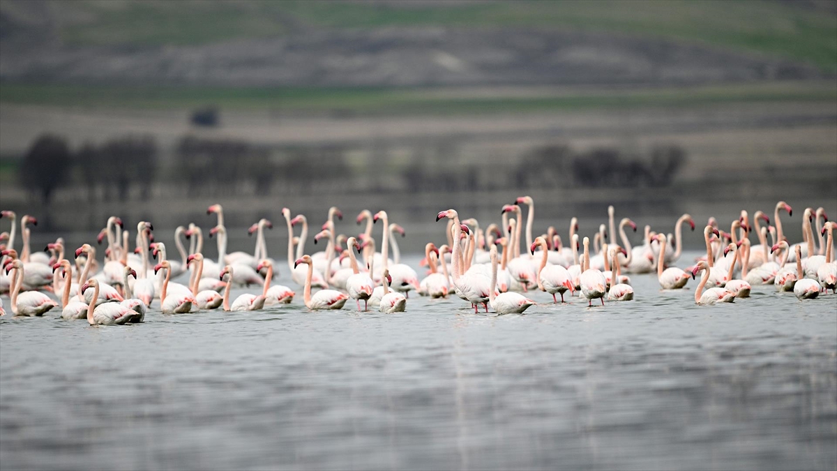 Tuzla Palas Gölü’nde yıllar sonra yeniden allı turnaların sesi duyuldu Tuzla Palas Gölü’nde yıllar sonra yeniden allı turnaların sesi duyuldu