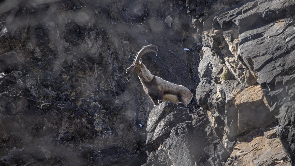 Yaban keçileri Munzur Vadisi’nde yiyecek ararken görüntülendi