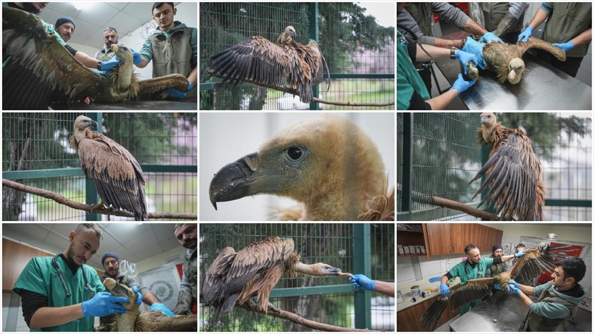 Yaralı bulunan kızıl akbaba Bursa’da yeniden uçmaya hazırlanıyor