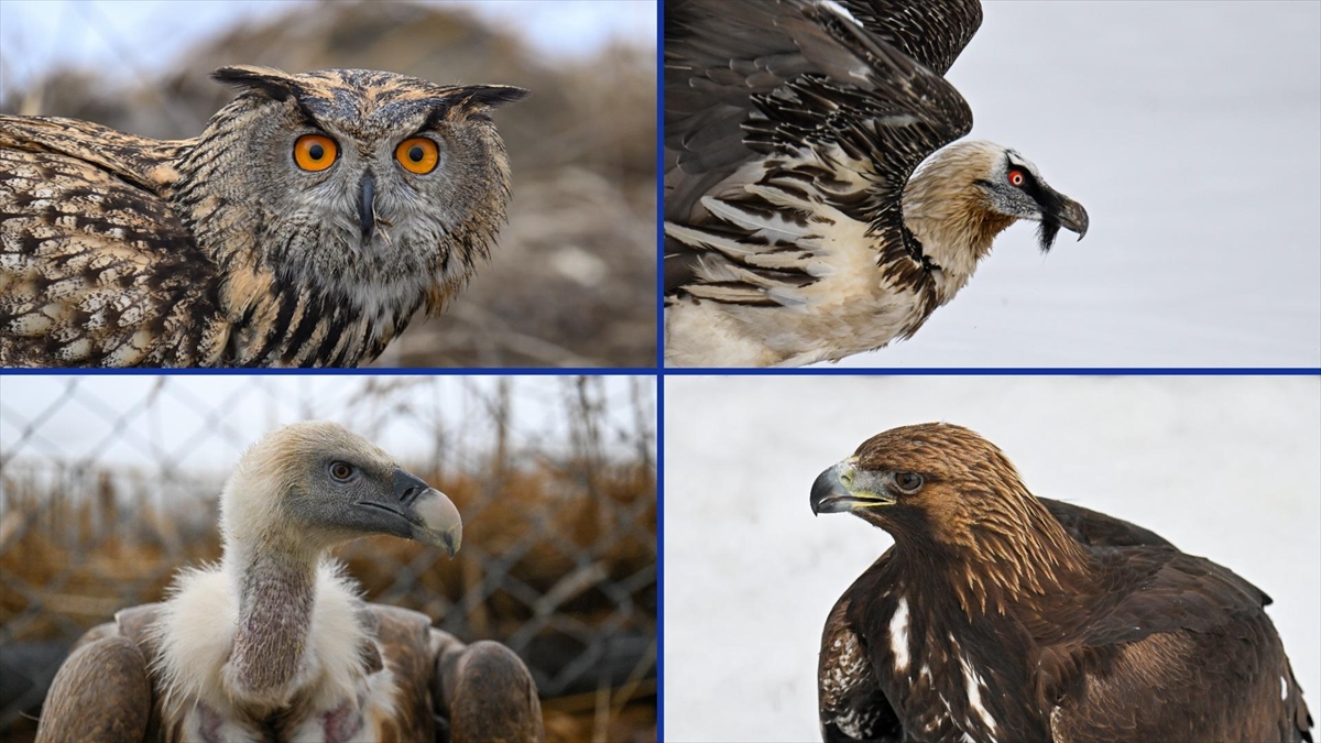 “Yaralı kanatlar” Van’daki merkezde yapılan tedaviyle hayata tutunuyor “Yaralı kanatlar” Van’daki merkezde yapılan tedaviyle hayata tutunuyor