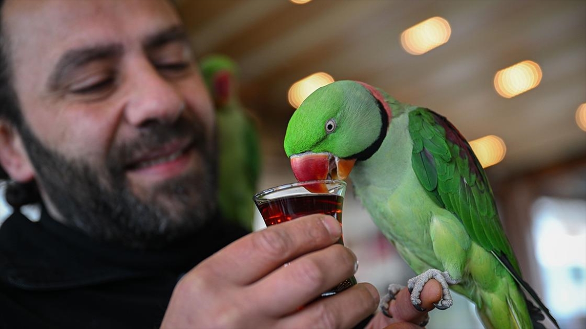 Yavruyken sahiplendiği papağanlarına gözü gibi bakıp yanından ayırmıyor