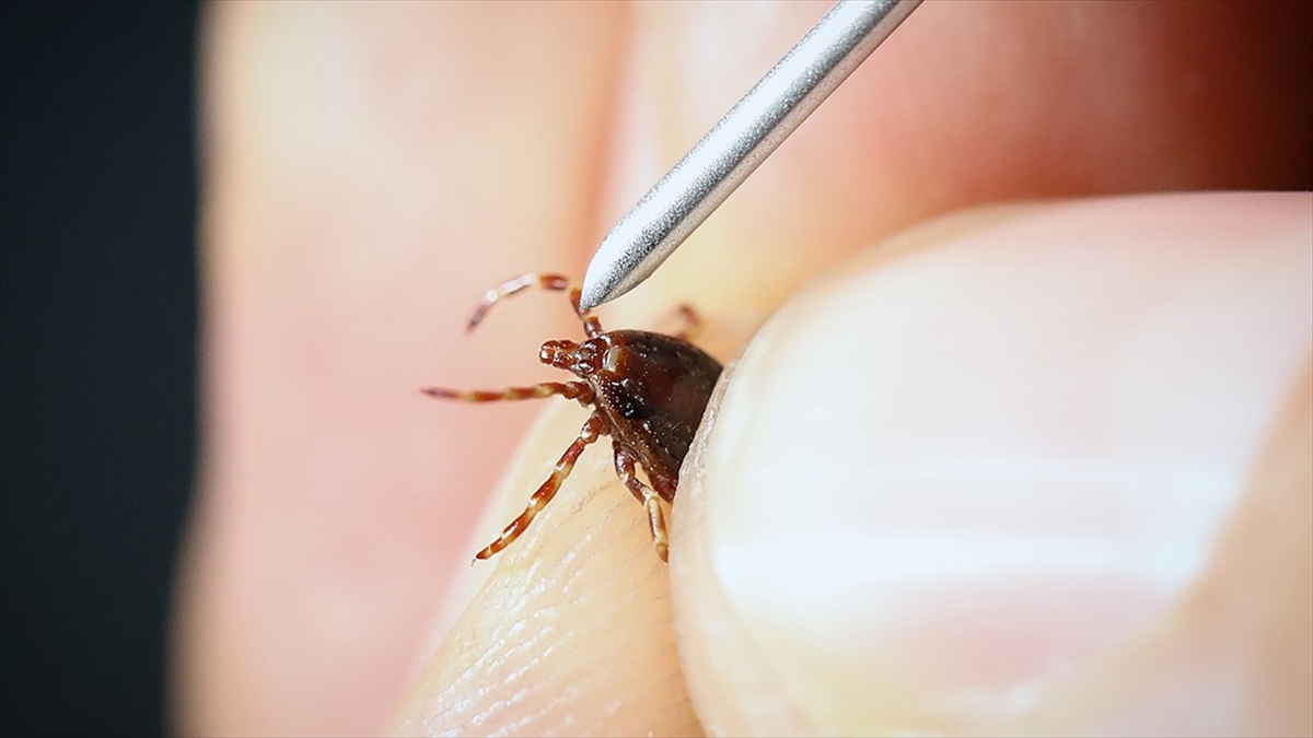 “Yoğun yağışla geçen kış mevsimi kene popülasyonunu artırabilir” uyarısı