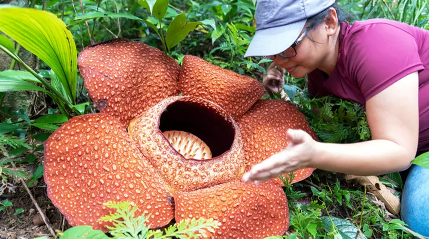 Dünyanın en büyüğü: Resmen ölüm kokuyor! Adı “Ceset çiçeği”