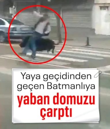 Batman’da sokaklarda dolaşan domuz dehşet saçtı…