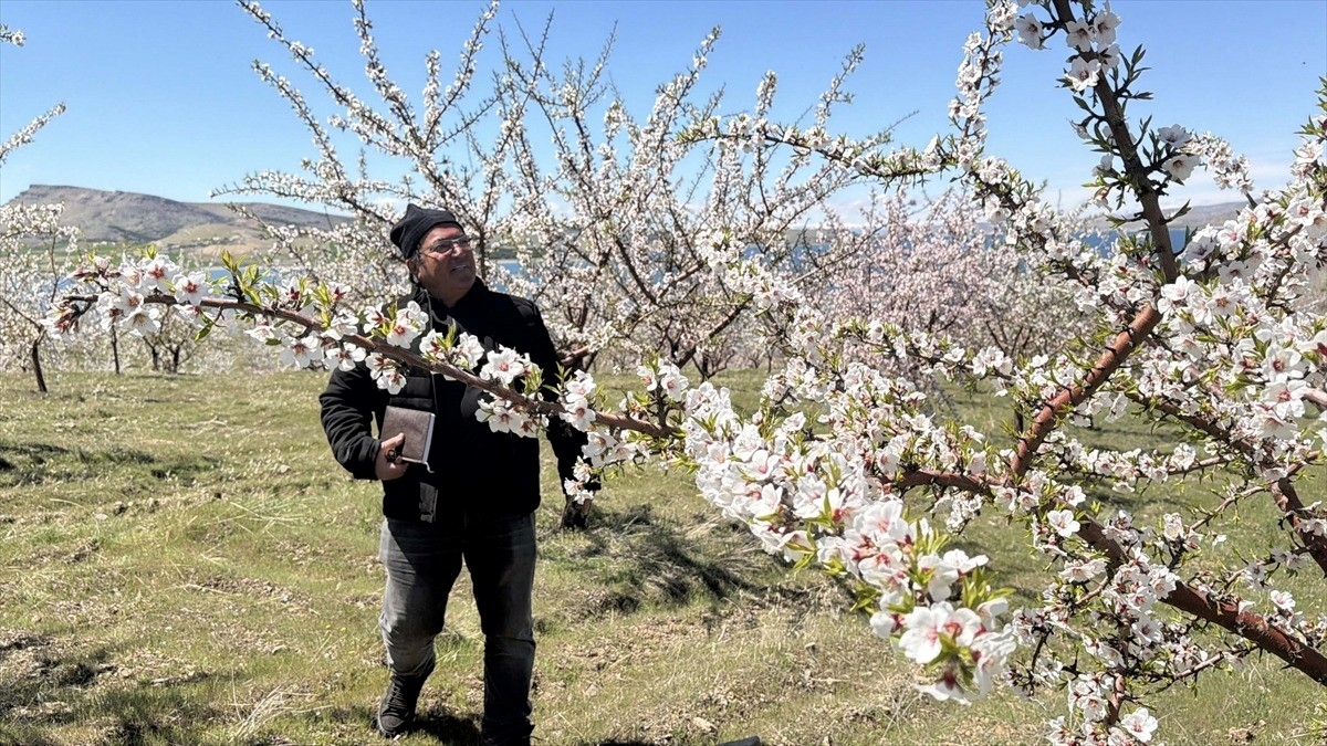 Badem ağaçlarındaki çiçek yoğunluğu yüksek rekolte beklentisini artırdı