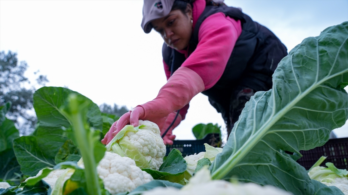 Çiftçilere 19,5 milyar lira tarımsal destekleme ödemesi bugün yapılacak