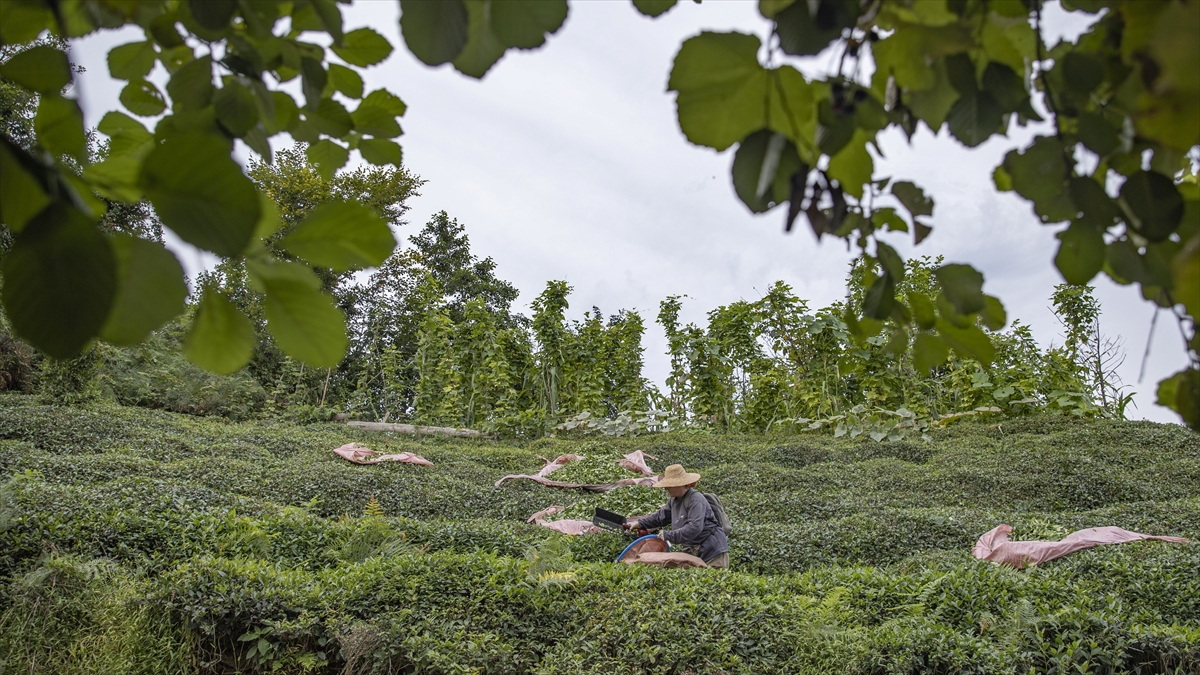 Karadeniz’de stratejik sektörlere yatırım yapan illere teşvik
