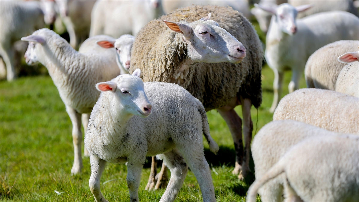 “Kırsalda Bereket Küçükbaşa Destek” projesine başvurular başladı