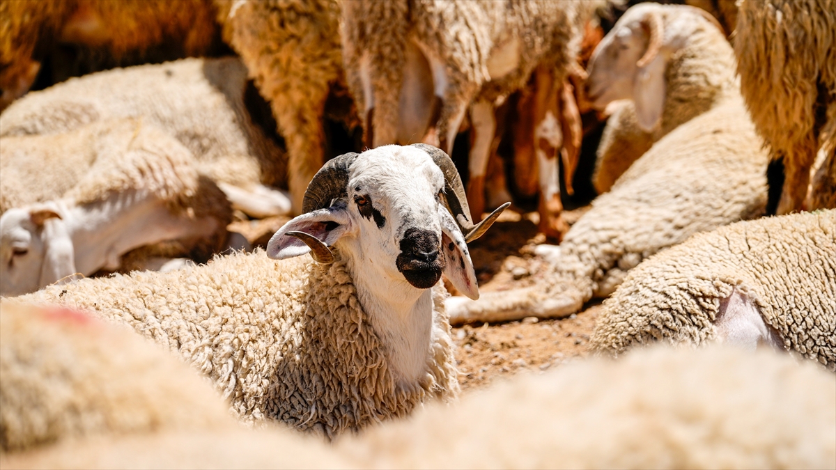 Kurban Hizmetlerinin Uygulanmasına Dair Tebliğ Resmi Gazete’de yayımlandı