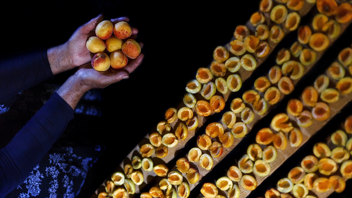 Malatya’dan yılın ilk çeyreğinde 66 milyon dolarlık kuru kayısı ihracatı Malatya’dan yılın ilk çeyreğinde 66 milyon dolarlık kuru kayısı ihracatı