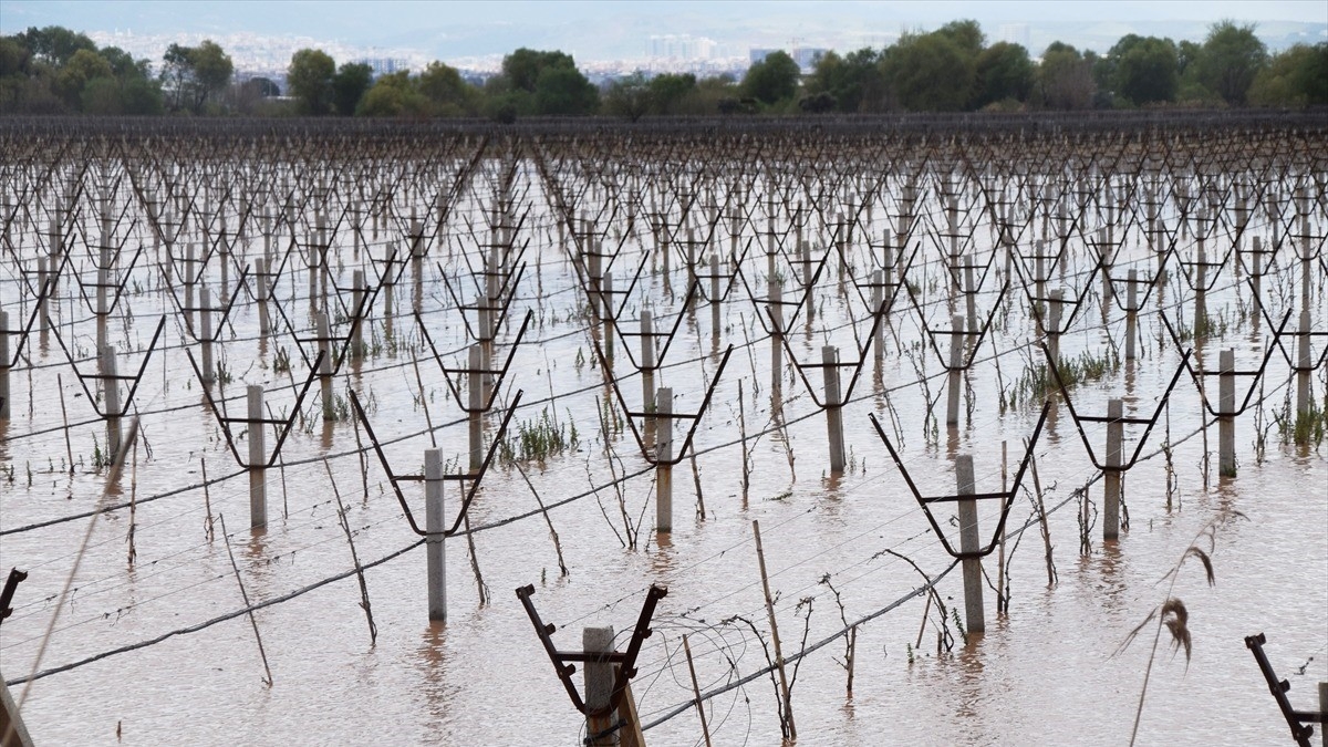 Manisa’da Gediz Nehri’nin taşması sonucu bağlar su altında kaldı
