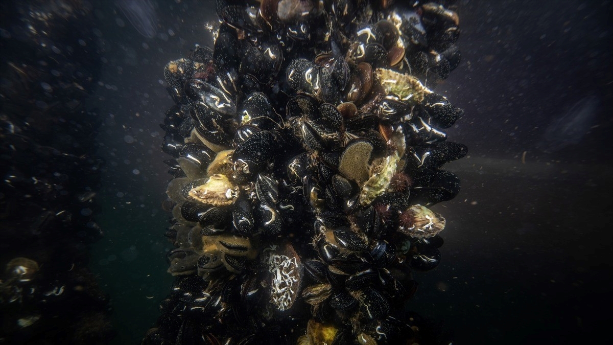 Marmara Denizi’ndeki midye çiftliklerinde pinalar için umut veren keşif