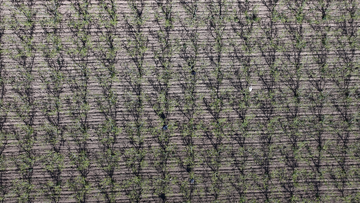 Meteorolojiden Marmara Bölgesi için zirai don uyarısı Meteorolojiden Marmara Bölgesi için zirai don uyarısı