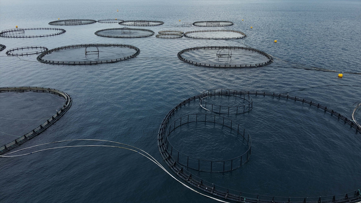 Muğla’dan yılın ilk çeyreğinde 198 milyon dolarlık balık ihracatı yapıldı