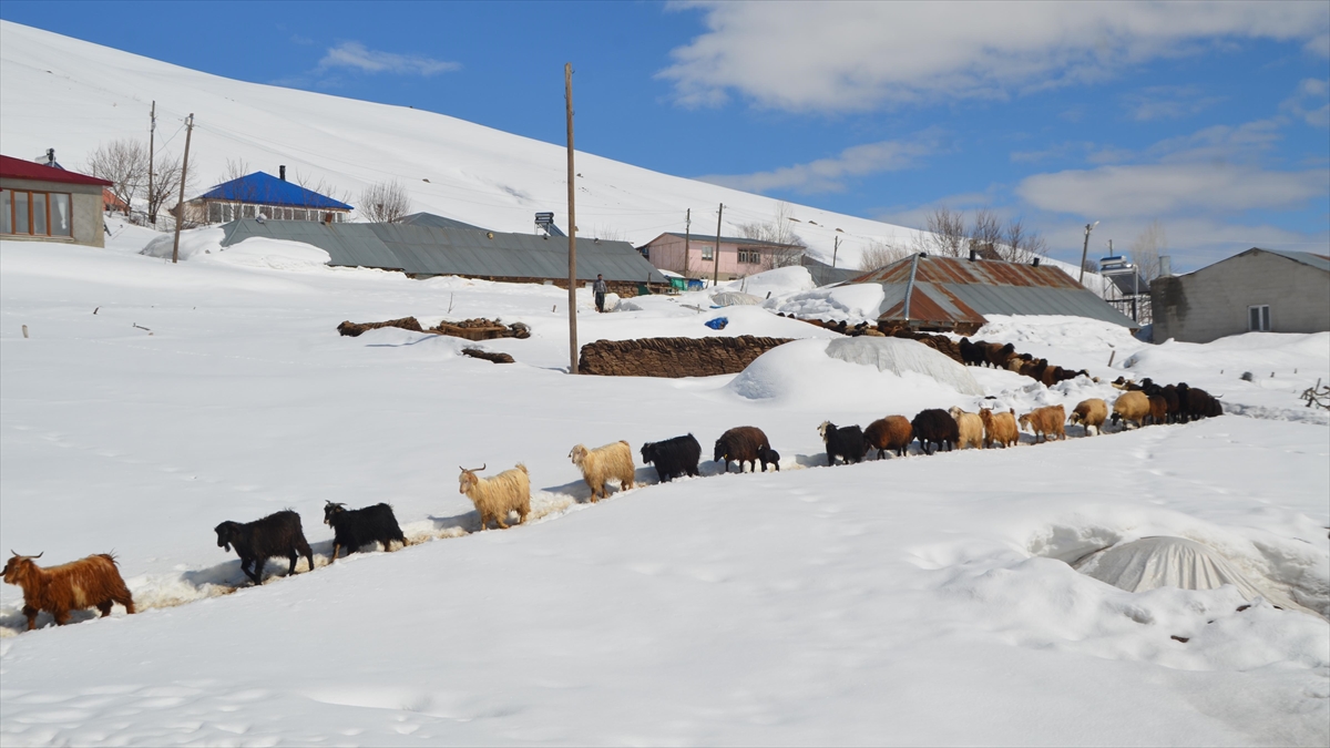 Muş’ta metrelerce karın bulunduğu köylerde yaşayanlar baharı bekliyor Muş’ta metrelerce karın bulunduğu köylerde yaşayanlar baharı bekliyor